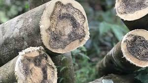 CITES eases norms for agarwood export; move to benefit lakhs of farmers from the Northeast