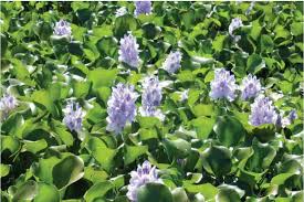 Worrying spread of water hyacinth in Kerala’s Vembanad lake