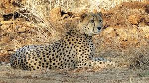 Grasslands in Kutch likely to host cheetahs from Africa