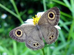 Four-ringed butterfly